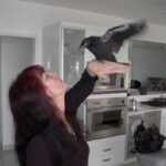 My Pet Crow